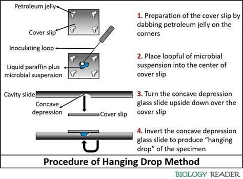 stool for hanging drop test|explain a hanging drop preparation.